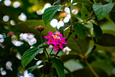 Close-up of pink flowering plant