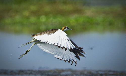 Bird flying over white background