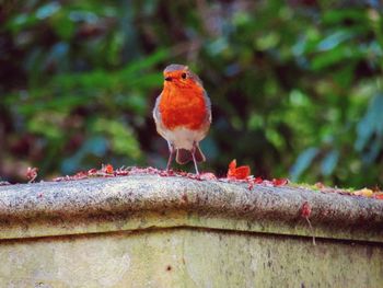 Close-up of bird perching outdoors