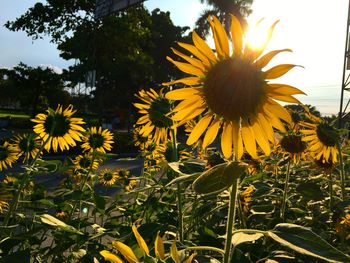 Close-up of sunflower blooming against sky