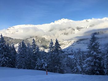 Snow covered pine trees against sky