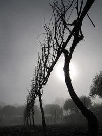 Silhouette bare tree on field against sky