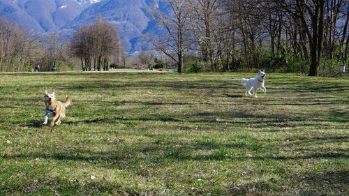 Dog running in a field