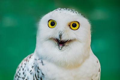 Close-up portrait of a owl