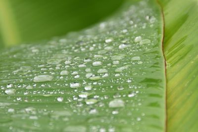 Close-up of raindrops on leaves