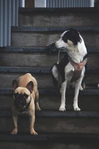 Dog standing on staircase