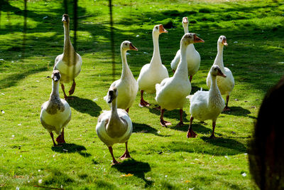 Flock of birds on field