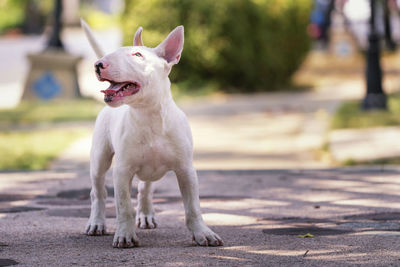 Dog looking away on footpath