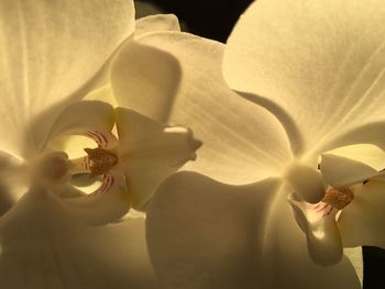 Close-up of orchids blooming outdoors