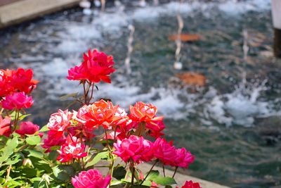 Close-up of red flowers blooming outdoors