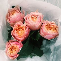 Close-up of pink rose