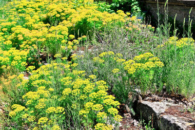 Yellow flowers growing on tree