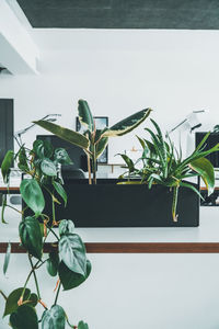 Close-up of potted plant against window at home