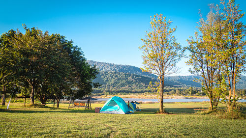 Scenic view of trees against clear sky