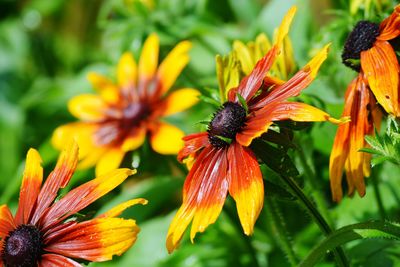 Close-up of orange gerbera daisy blooming outdoors