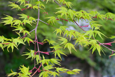 Close-up of flowering plant leaves on tree
