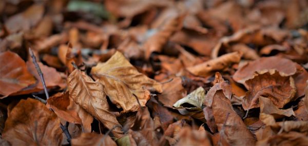 Close-up of dried autumn leaves on field