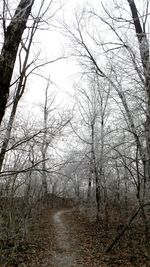 Low angle view of bare trees against sky