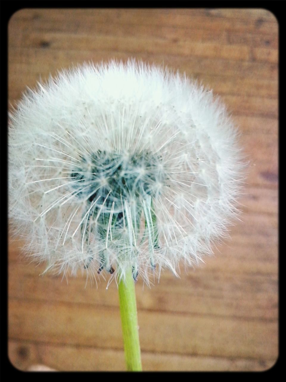 dandelion, flower, flower head, fragility, freshness, single flower, close-up, growth, beauty in nature, nature, softness, white color, uncultivated, seed, stem, focus on foreground, dandelion seed, simplicity, wildflower, white