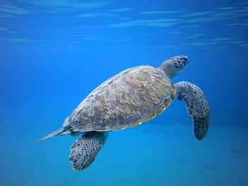 Under water turtle