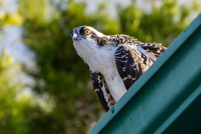 Close-up of osprey