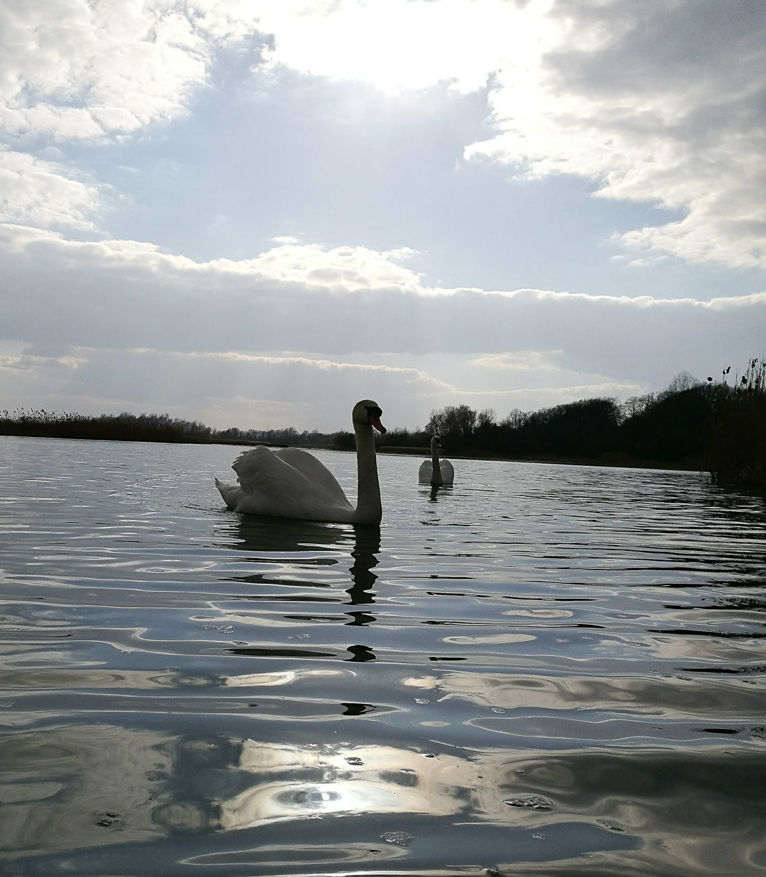 SWAN FLOATING ON LAKE