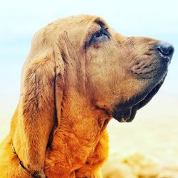 Close-up of a dog looking away