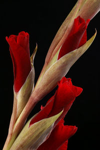 Close-up of red rose flower against black background