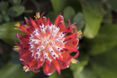 Close-up of pink flower