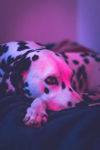 Close-up of dalmatian on bed
