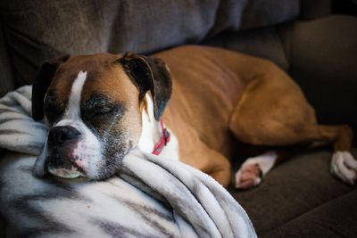 Close-up of dog relaxing on sofa