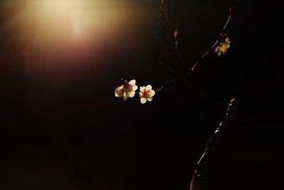 Close-up of cherry blossom from tree at night