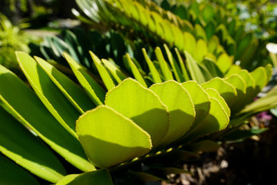 Close-up of green leaves