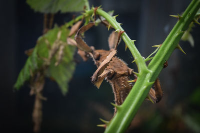 Bizarre insects