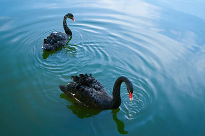 High angle view of swan swimming in lake