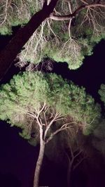 Close-up of tree against water