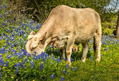 Horse grazing in a field