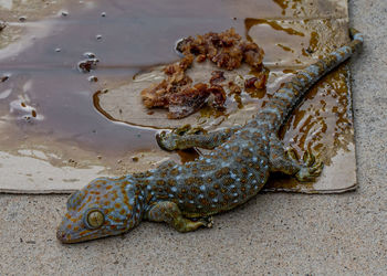 High angle view of crab on beach