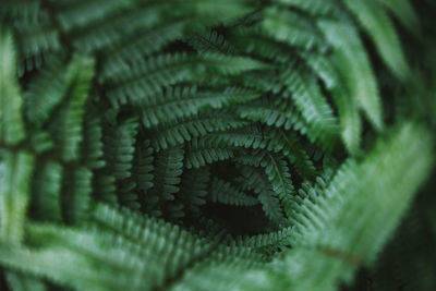 Close-up of fern leaves