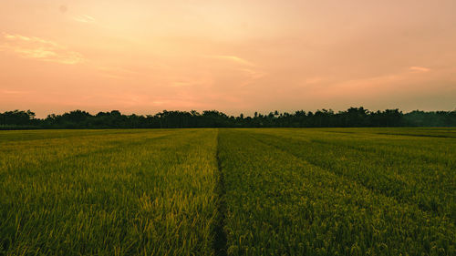 Scenic view of field against sky during sunset