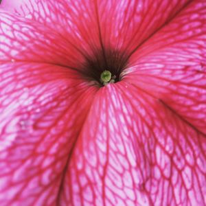 Close-up of pink flower head