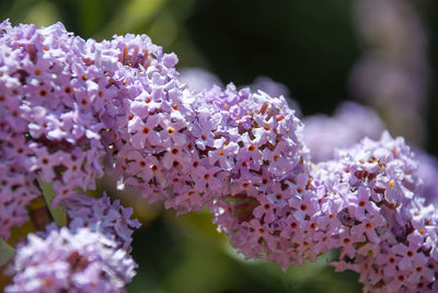 Close-up of purple flowering plants