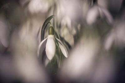 Close-up of white flower on plant