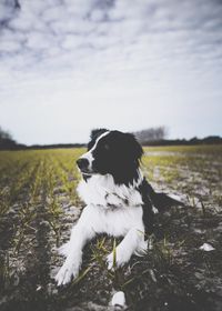 White dog in a field