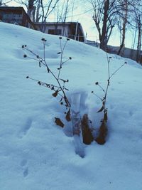 Frozen bare tree against sky