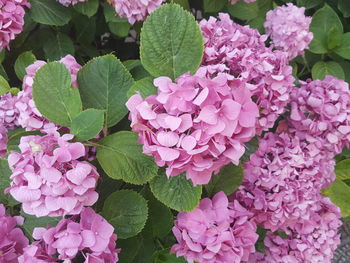 Close-up of pink hydrangea flowers