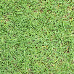 Full frame shot of green grass