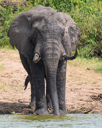 African elephant, loxodonta africana, kazinga channel, uganda