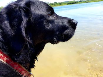 Close-up of dog looking away