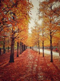 Footpath passing through autumn trees